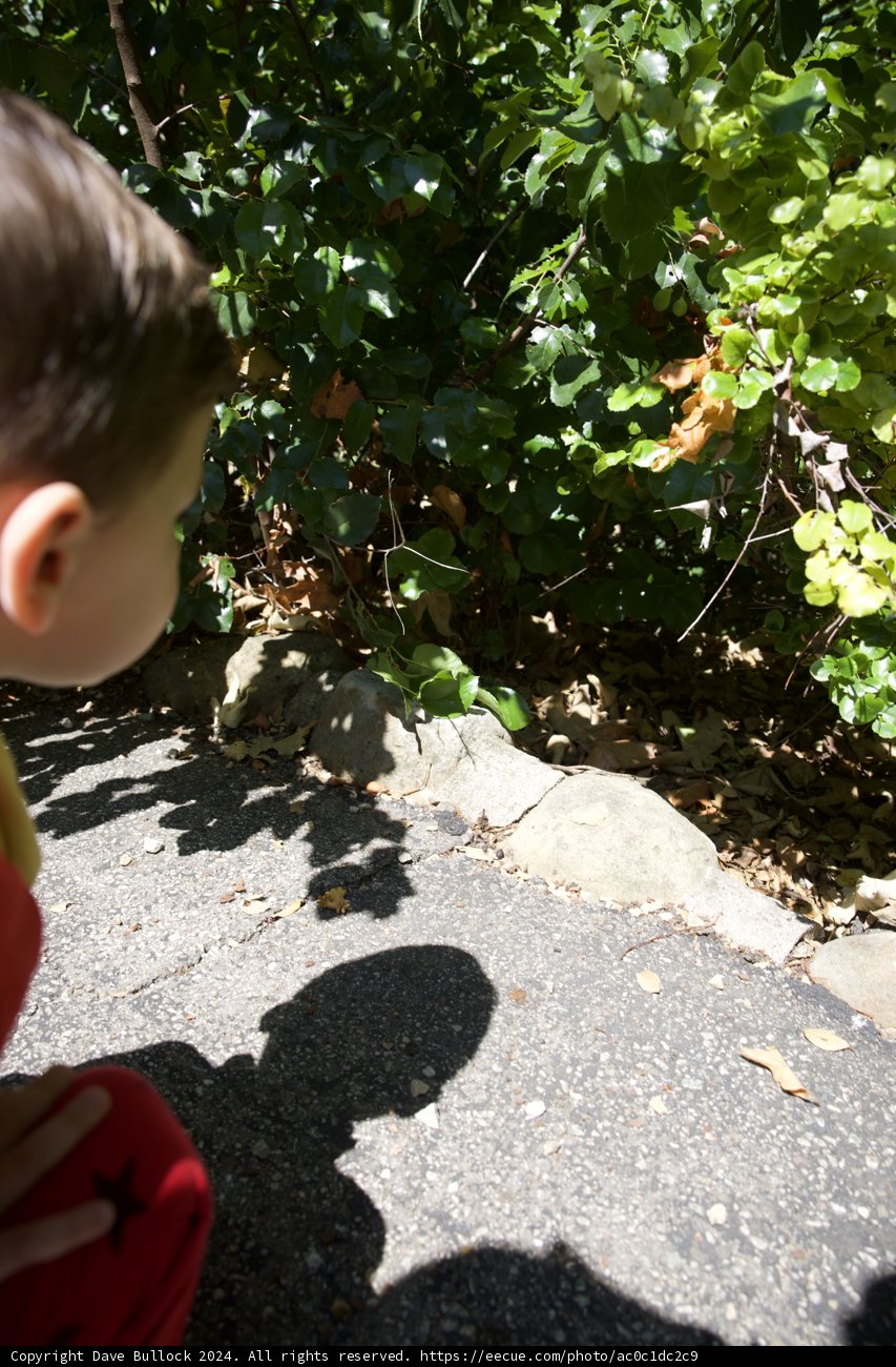 Curiosity in the Garden