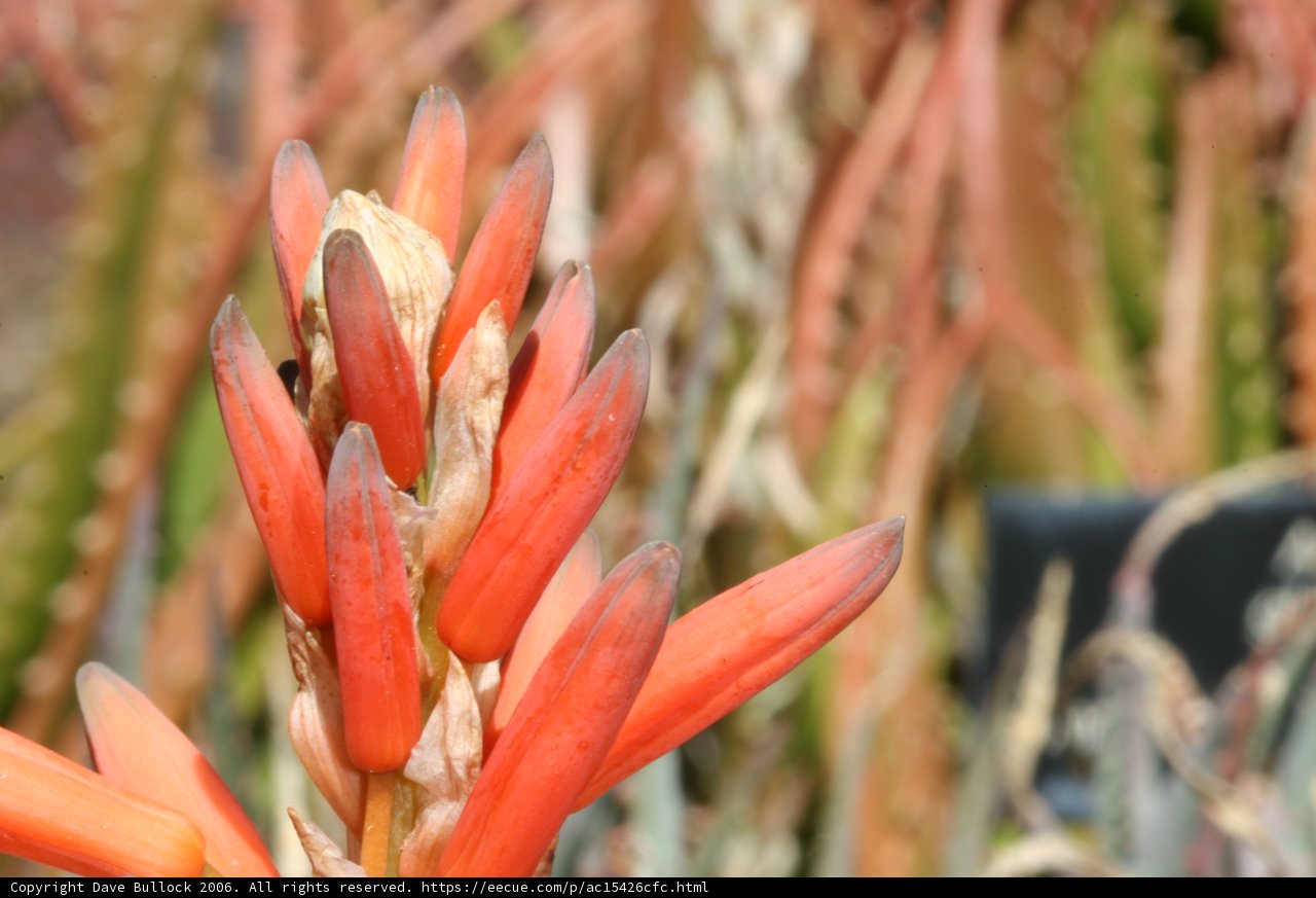 Vibrant Red Blossoms