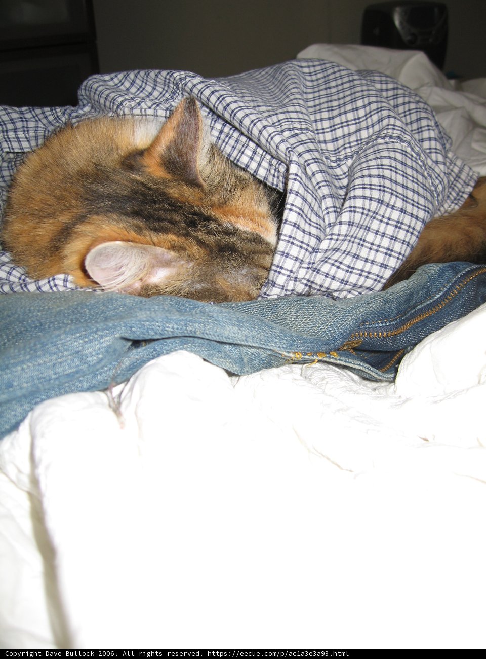 The Purr-fect Nap