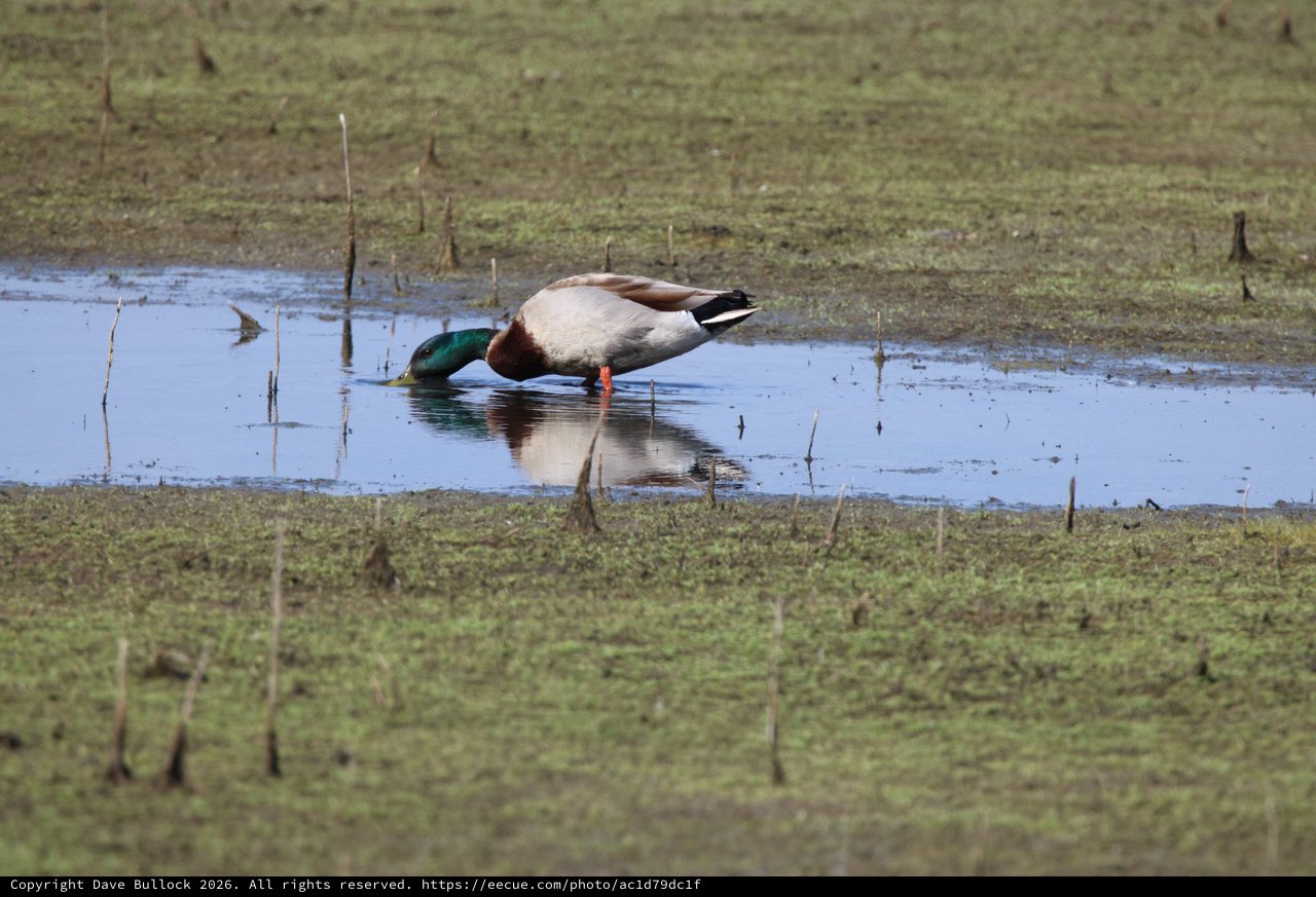 Male Mallard Duck Foraging in Shallow Wetland Pool