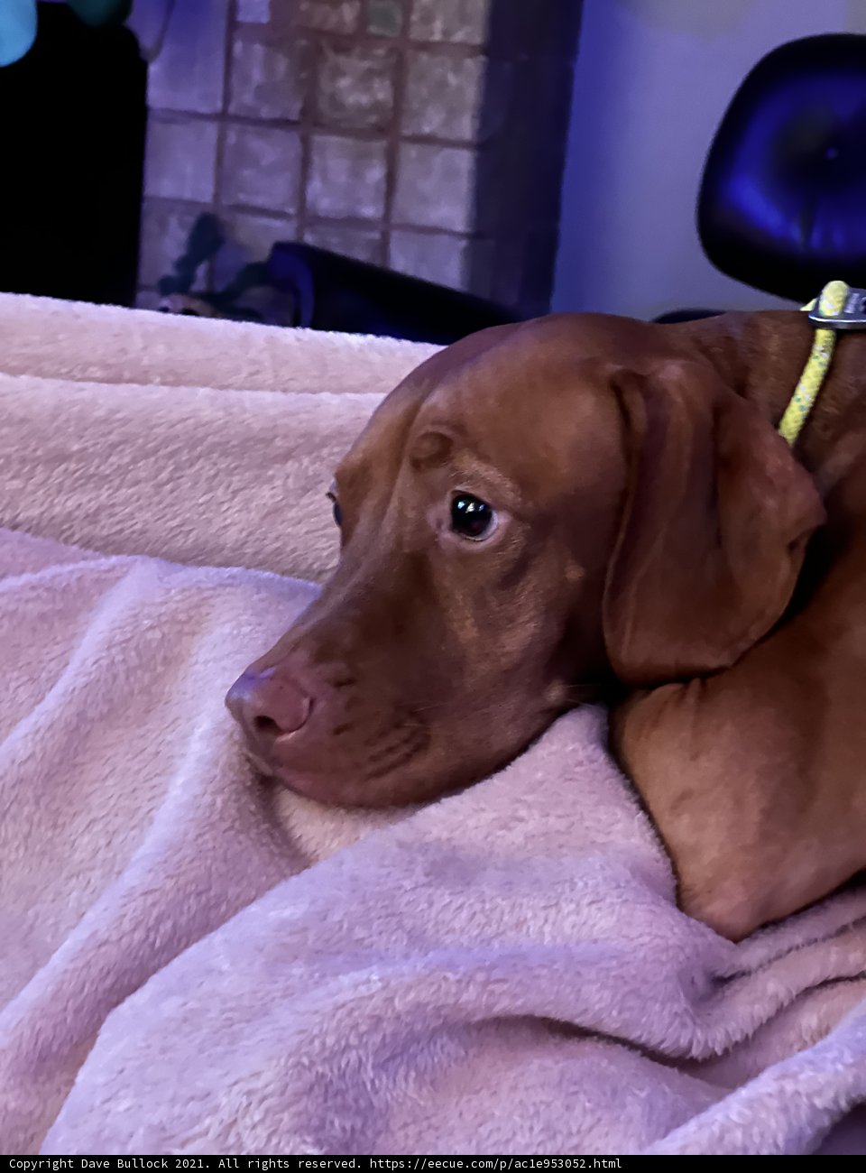 Cozy Canine