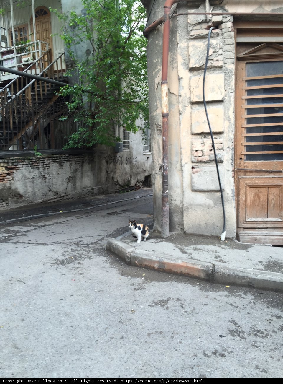 Street Cat of Old Tbilisi