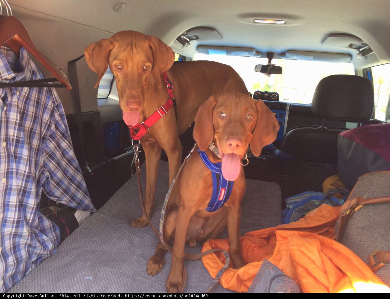 Canine Road Trippers
