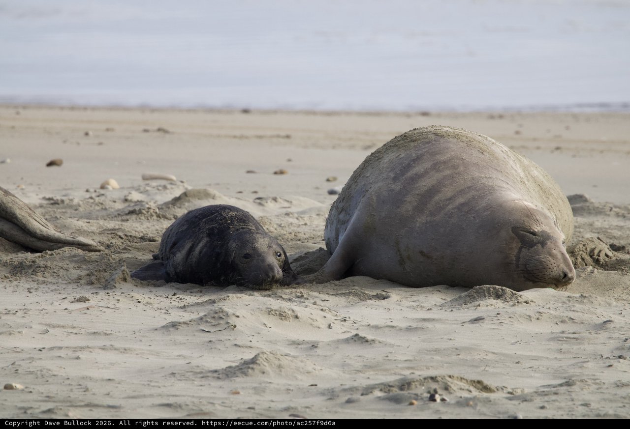 Elephant Seal Mother and Pup Resting on Sandy Beach