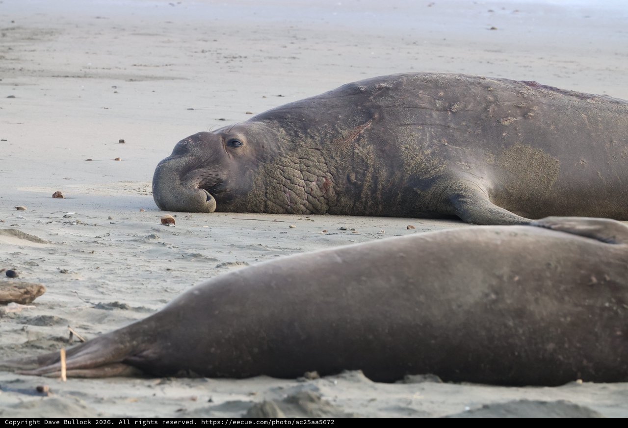 Elephant Seals Resting on Sandy Beach at Drakes Beach