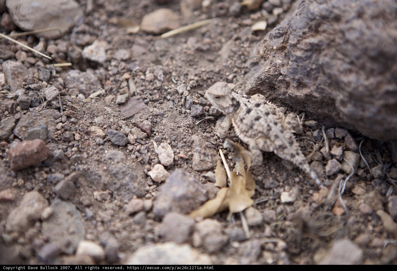 Tiny Lizard in a Rocky Terrain