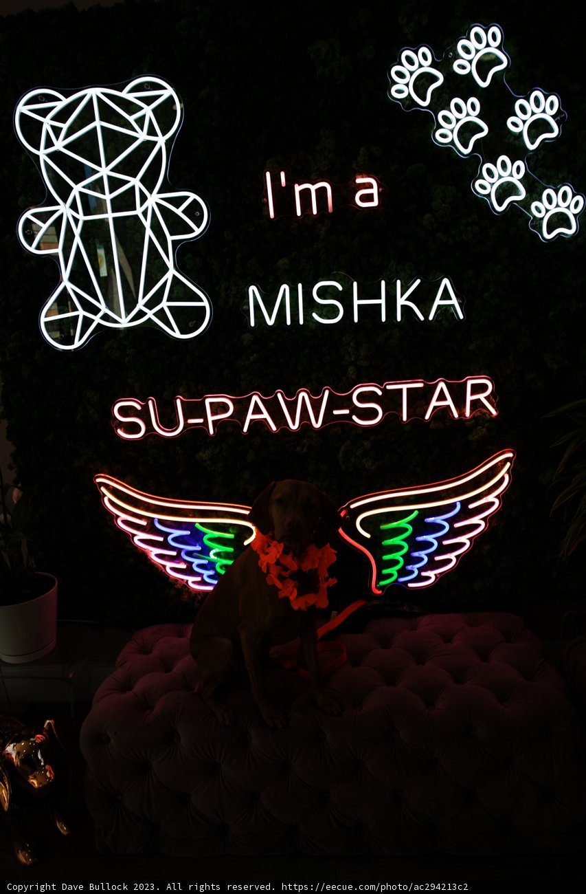 Becoming a Misha Star