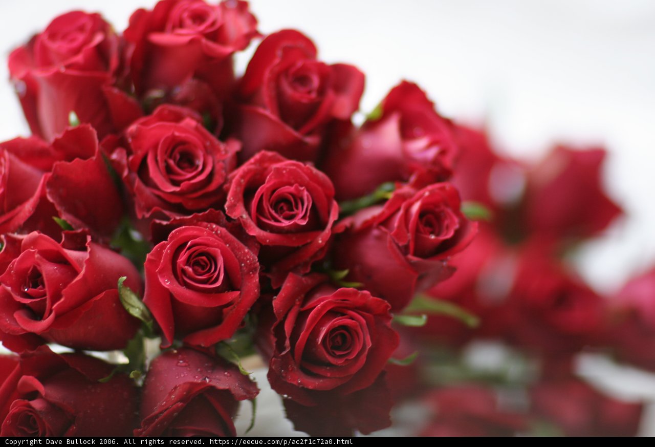 Beautiful Bouquet of 15 Red Roses