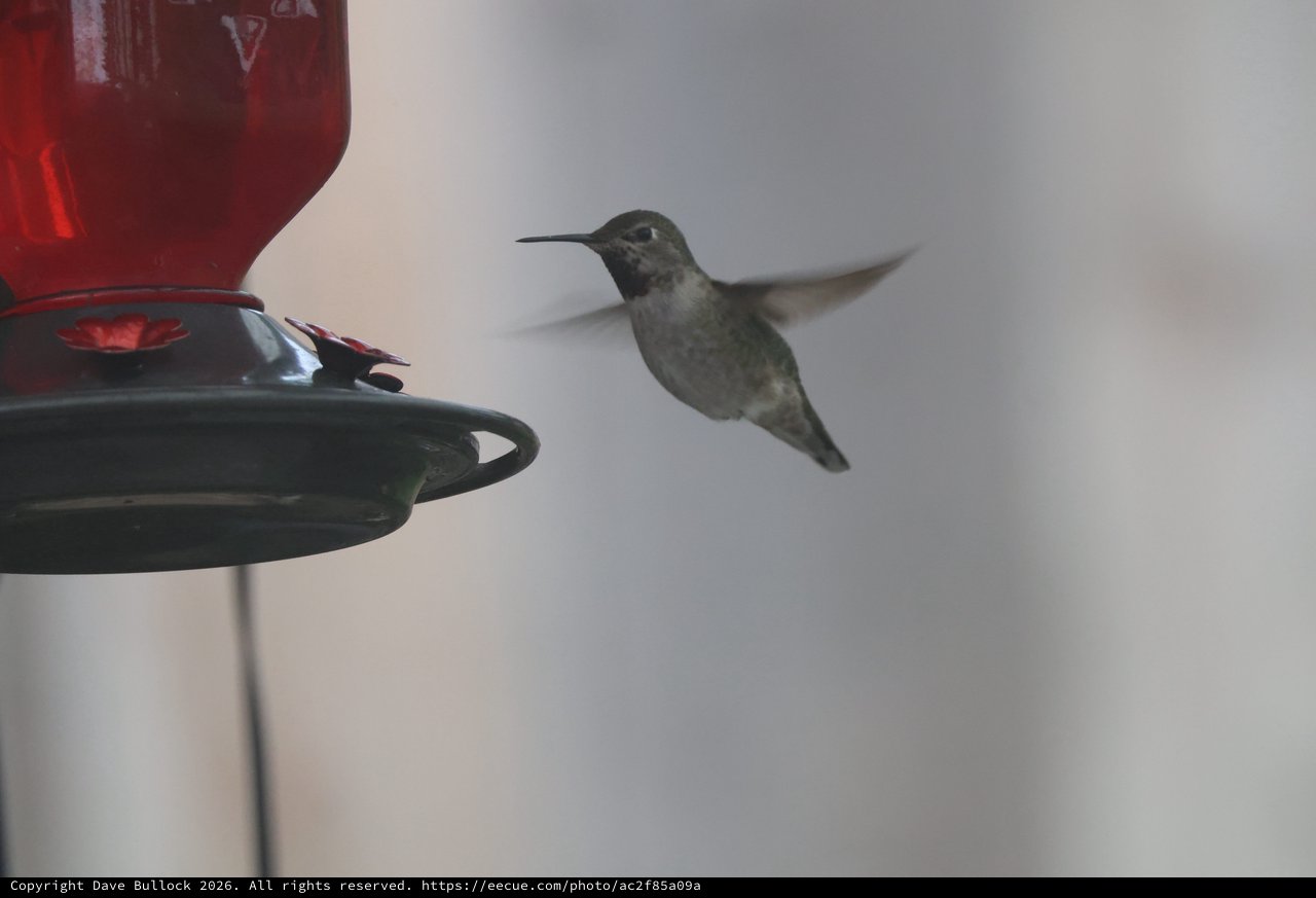 Anna's Hummingbird Hovering at Backyard Feeder