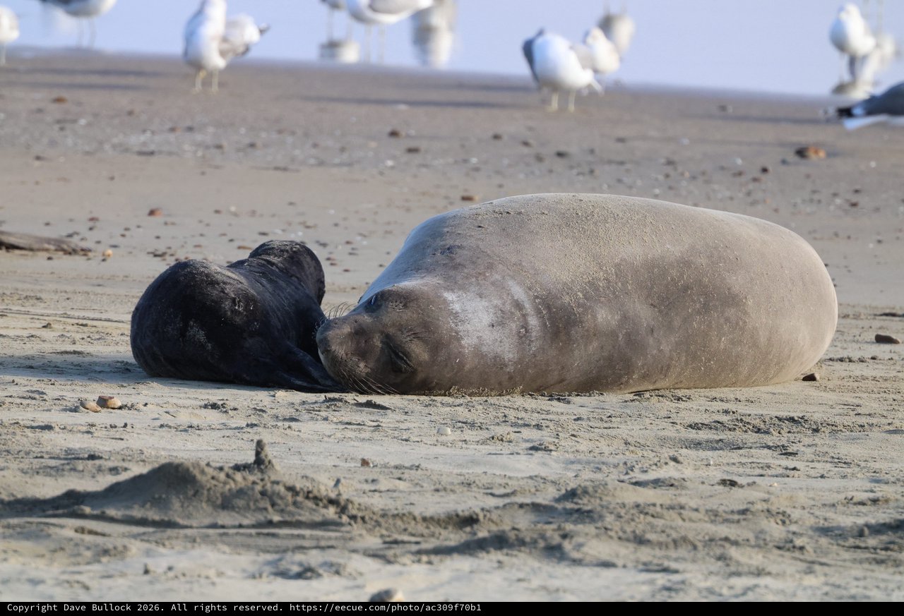 Elephant Seal Mother and Pup Bonding on Sandy Beach