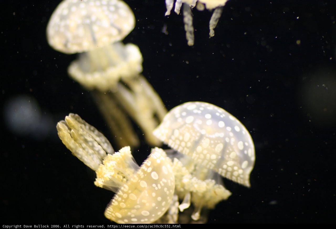 Sea Life in Motion