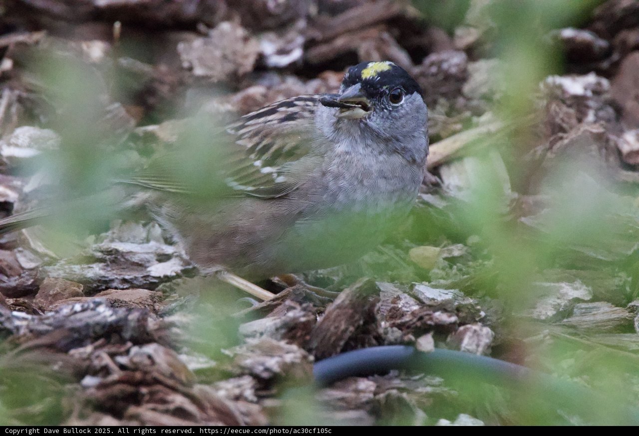 Curious Sparrow in a Woodland Glade