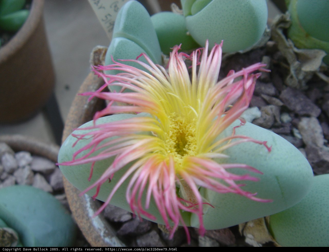 Pink and Yellow Daisy-like Flower among Stones
