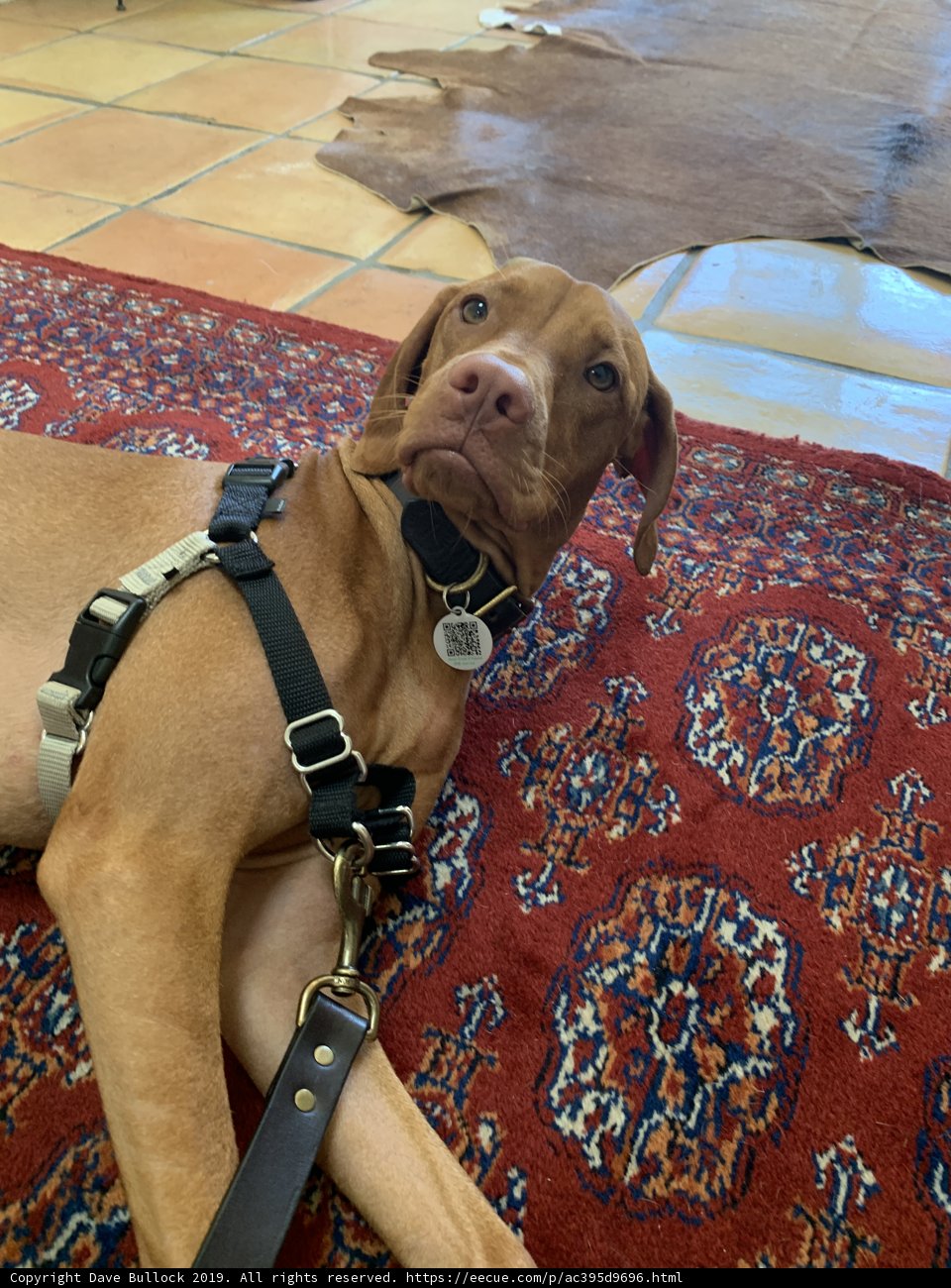 Comfortable Pup