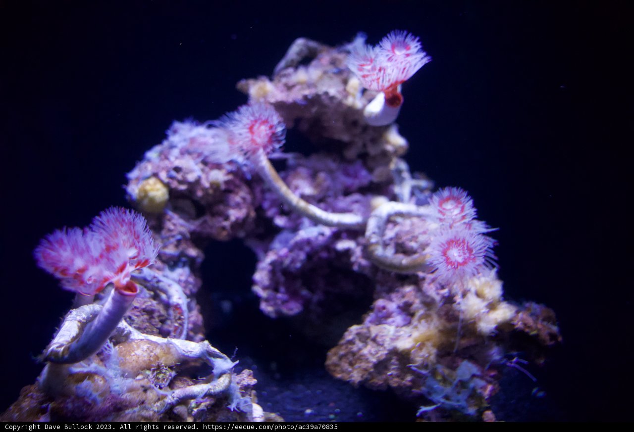Vibrant Vista- Underwater Marvels in Golden Gate Park, 2023