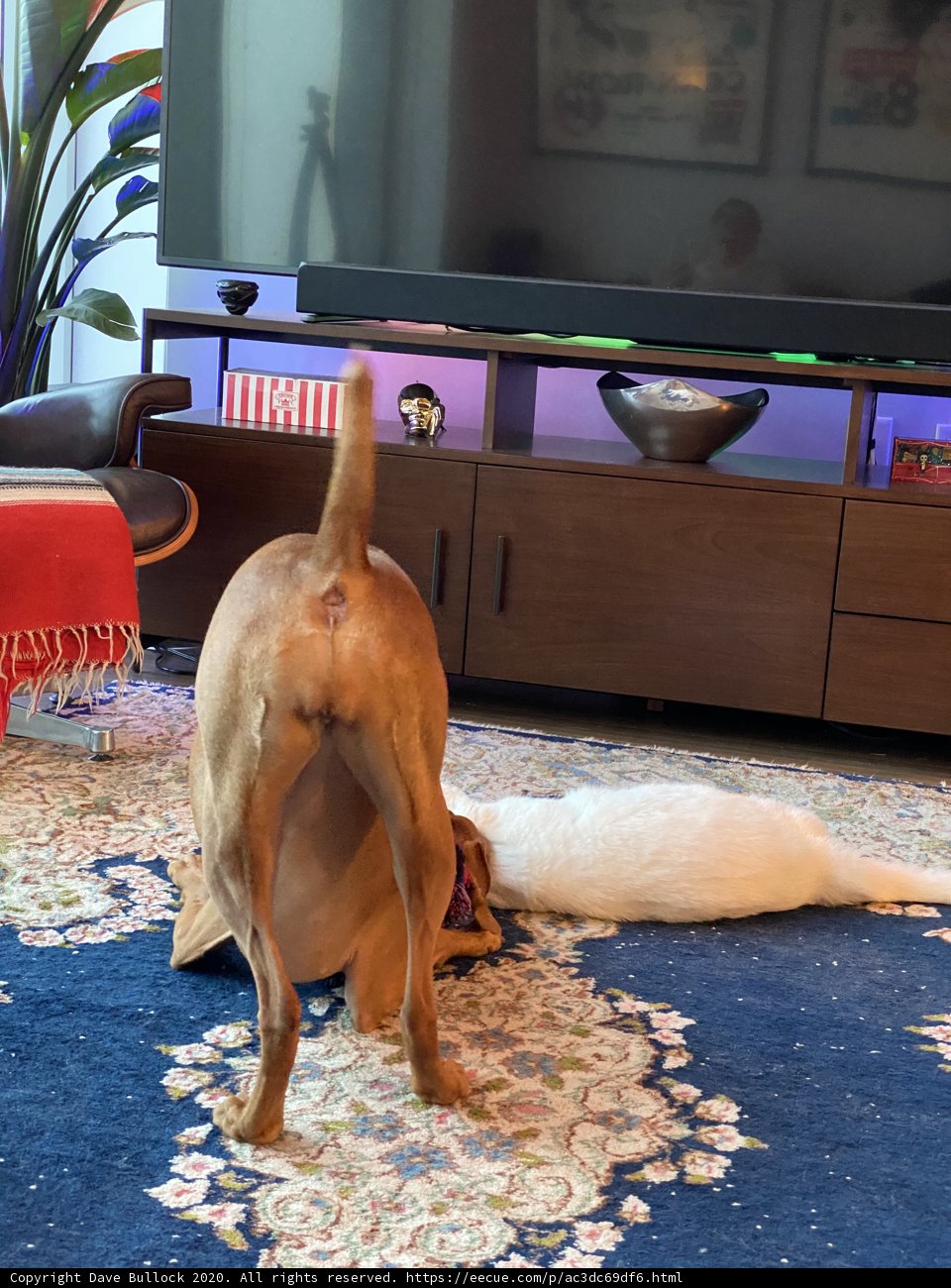 TV Time with Man's Best Friend