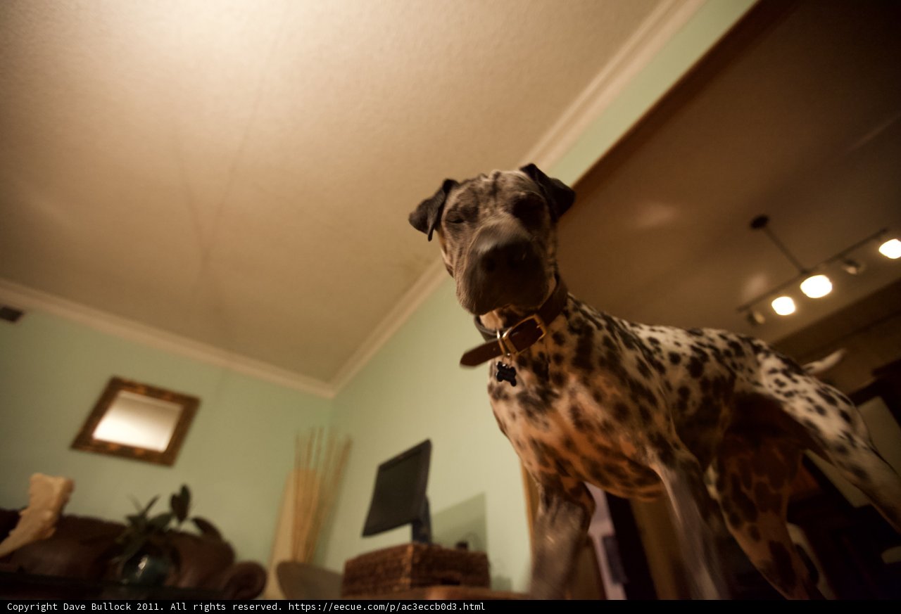 Graceful Greyhound