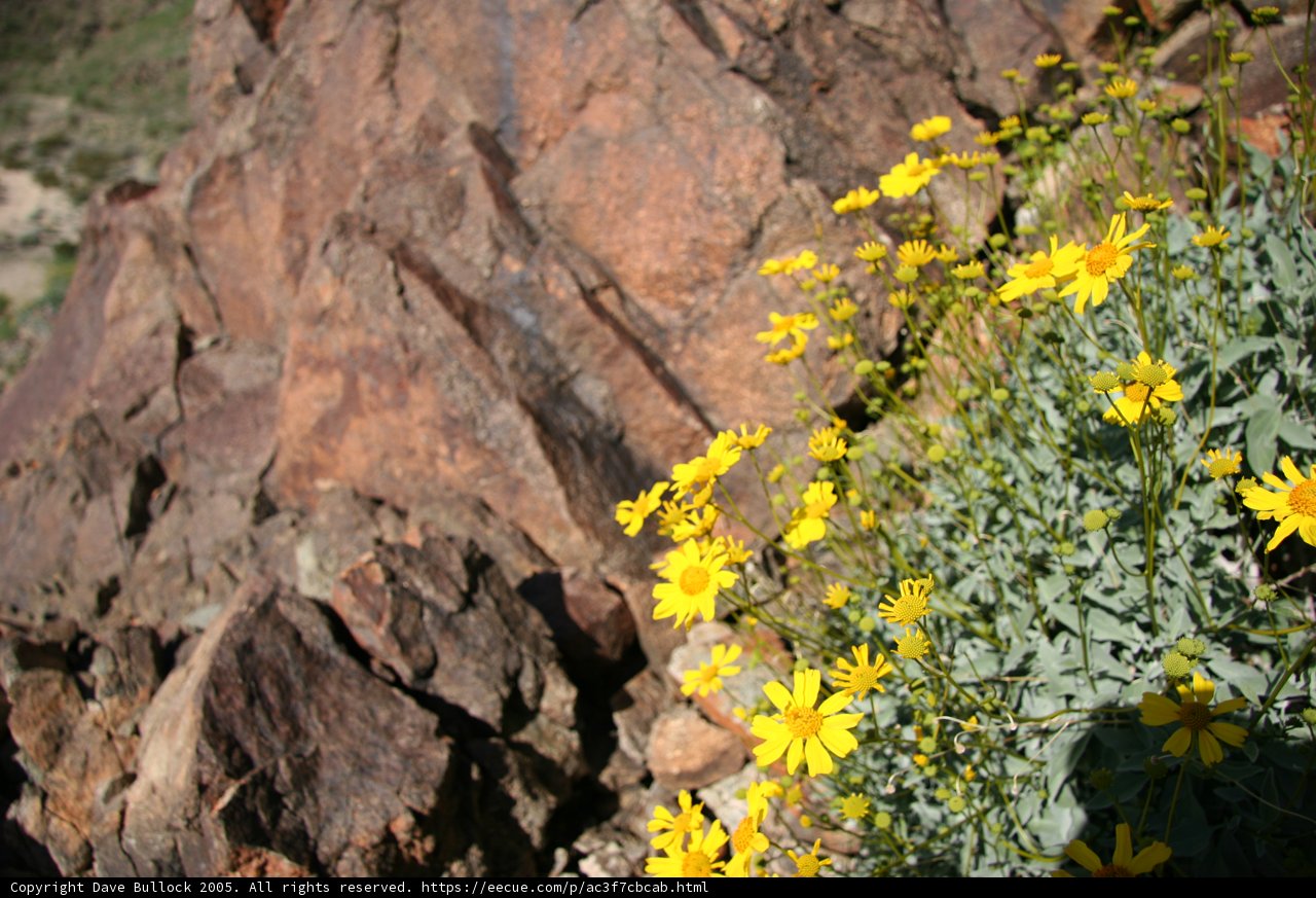 Sunny Yellow Daisies on a Rocky Cliff