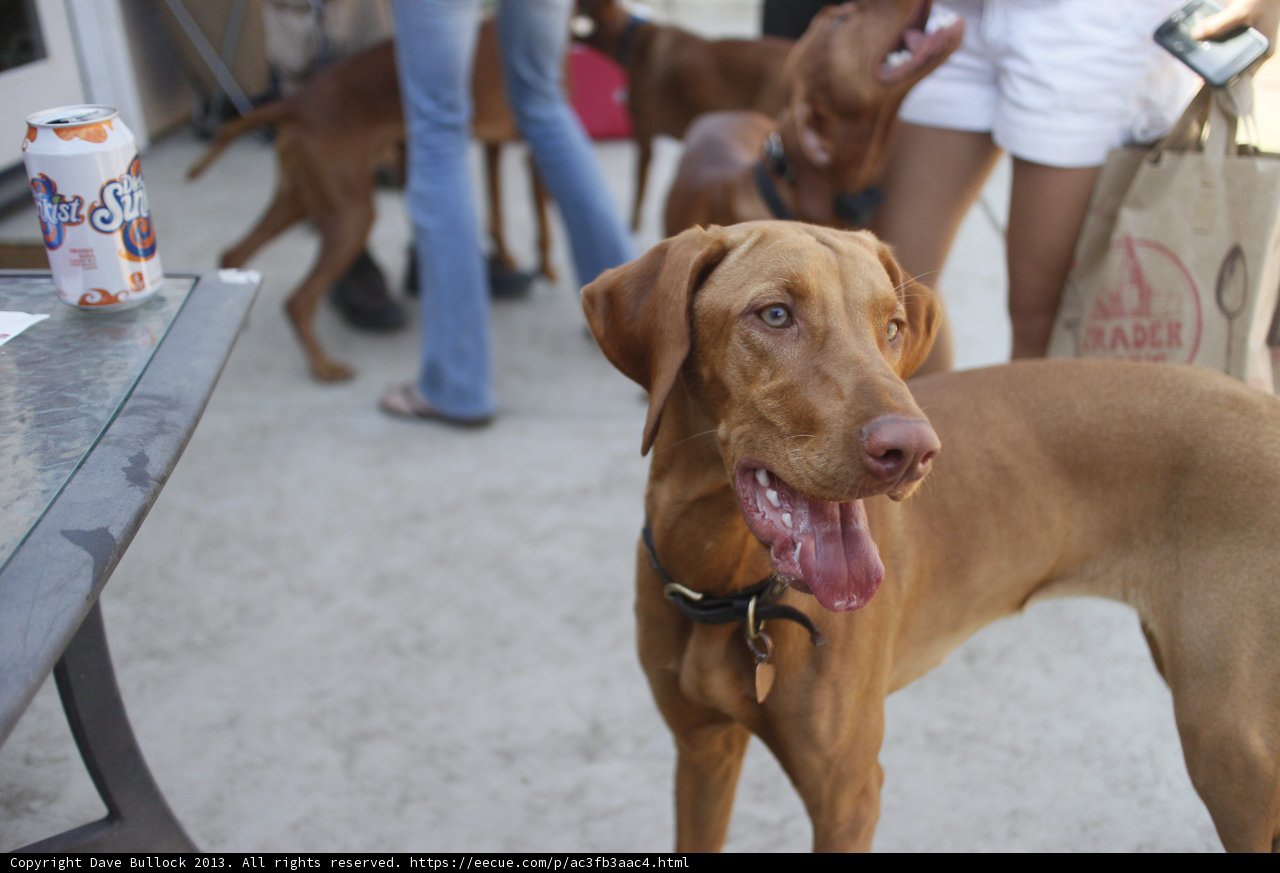 Vizsla Dog Enjoying Patio Time with Friends