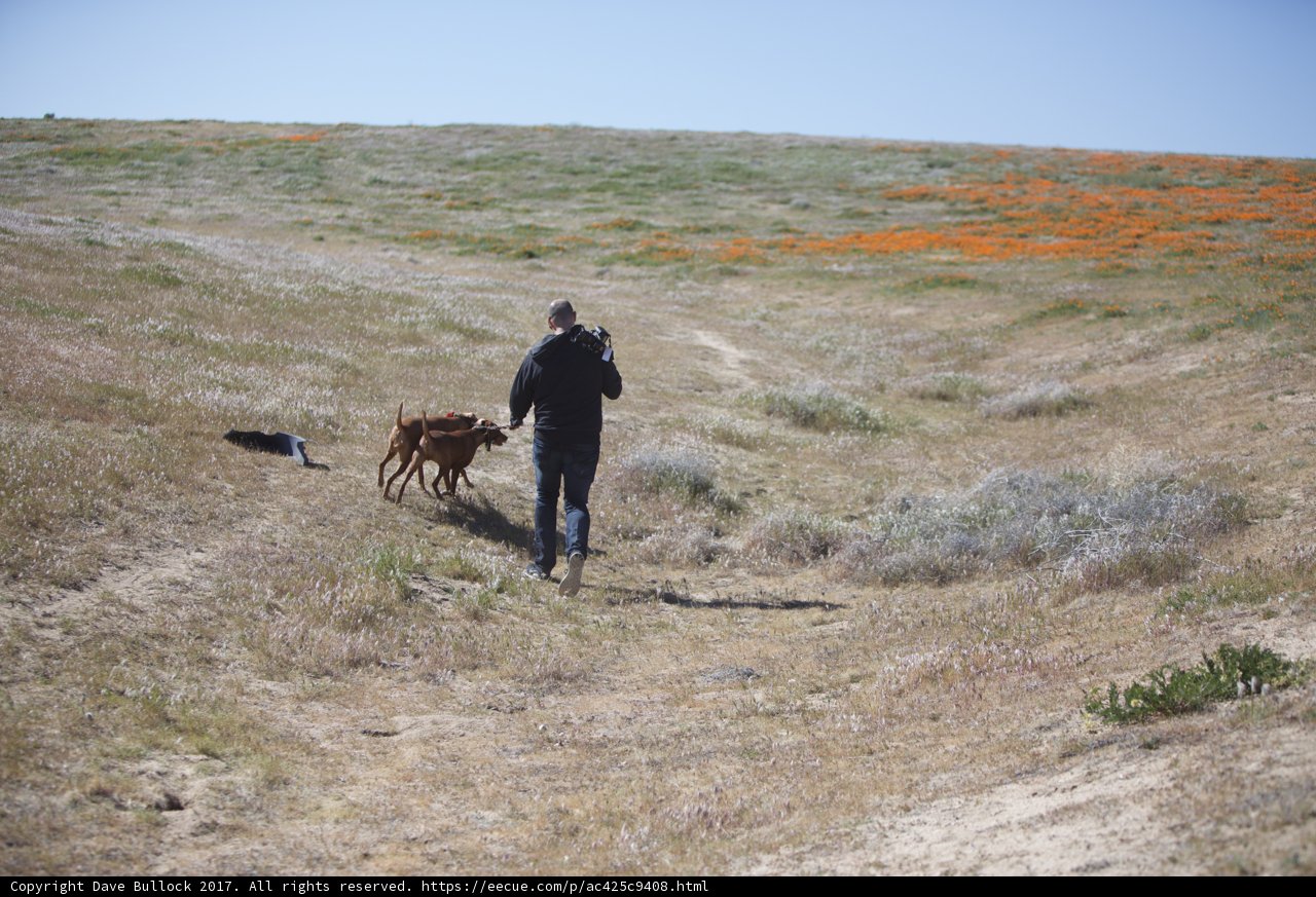 A Man and His Canine Companions