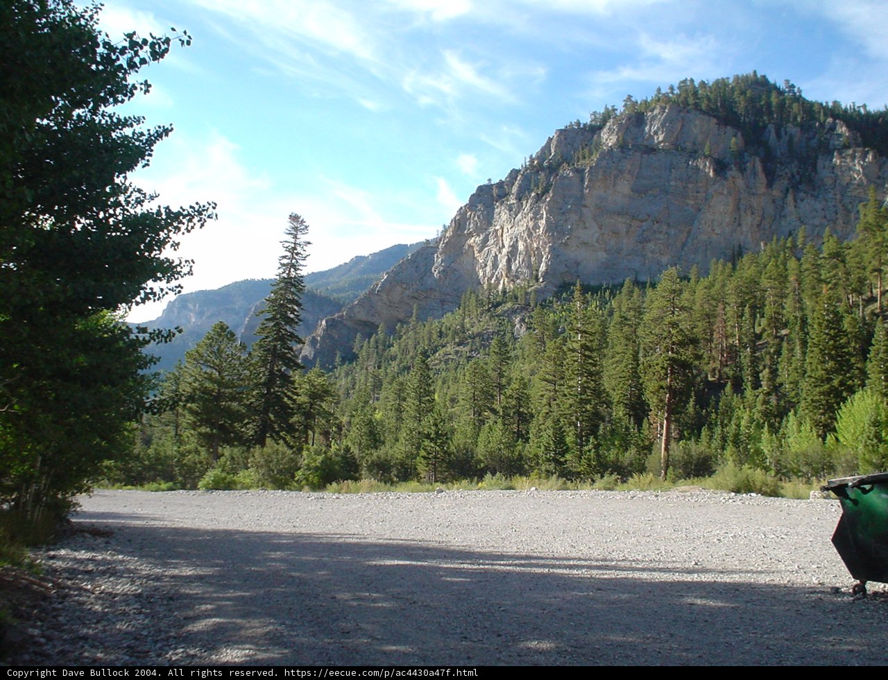 Majestic Mountain Pine
