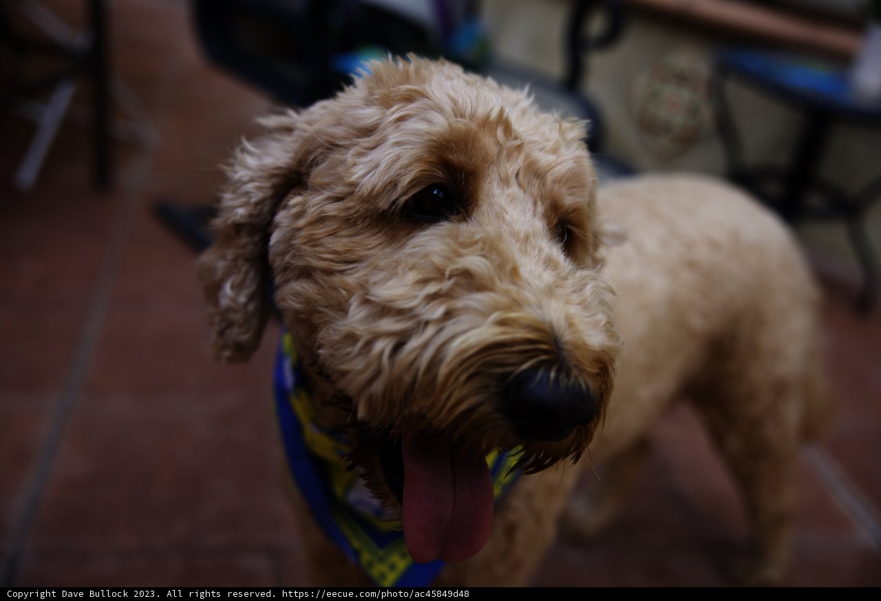 Poodle Pride at Wesley's First Birthday