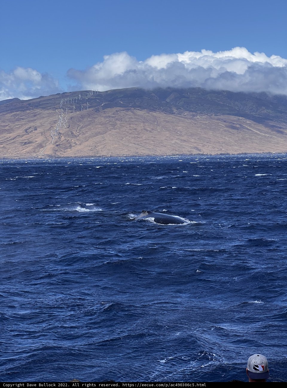 Majestic Humpback Whale Swimming in the Pacific Ocean