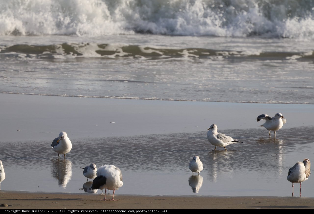 Seagulls Resting on Wet Sandy Beach with Incoming Waves