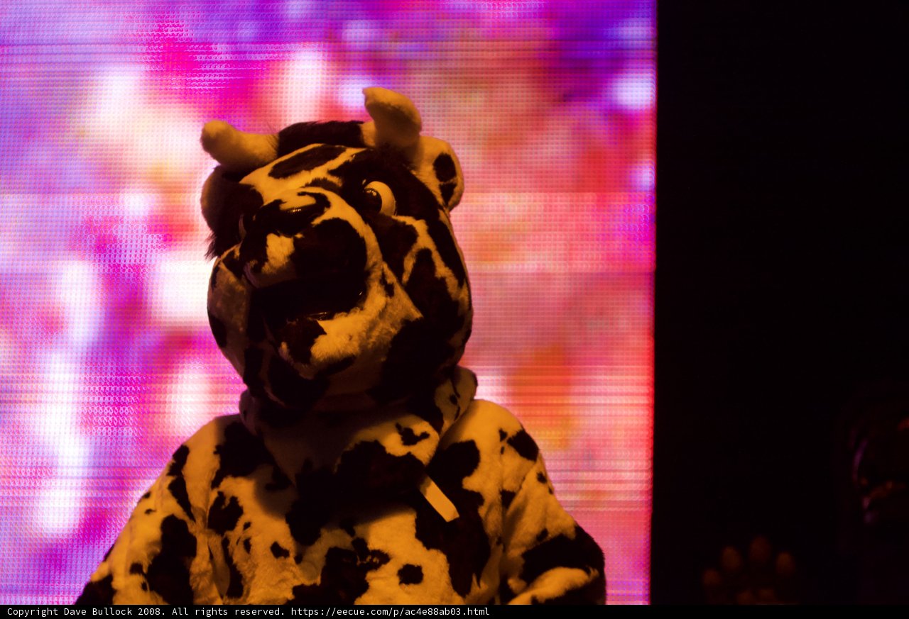 Coachella's Wild Side