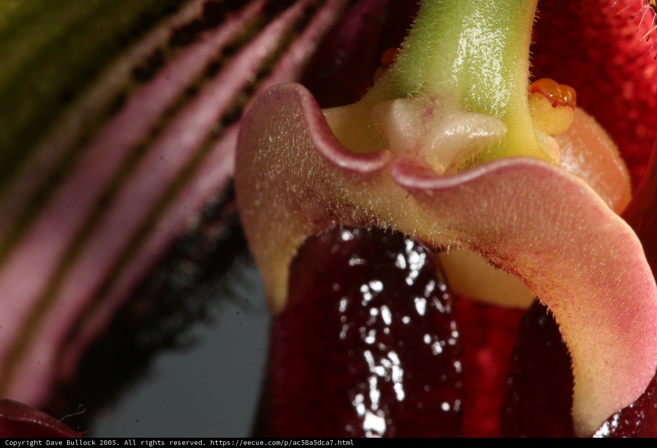 Open-Mouthed Orchid