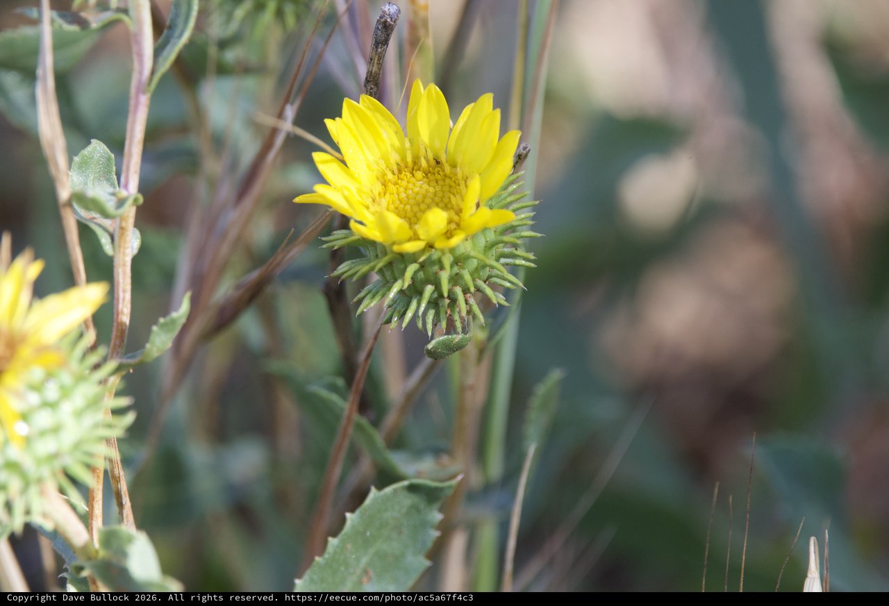Spiny Gumweed Blooms on Mount Diablo Slopes