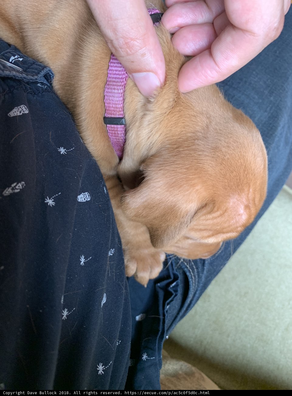 Sweet Doggy Cuddles