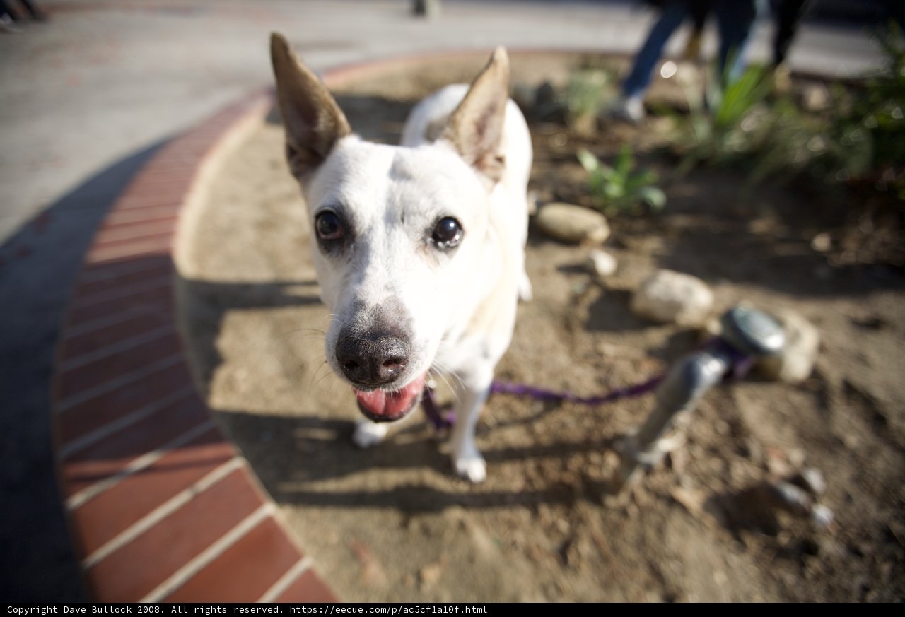 Pawsing at the Brick Wall