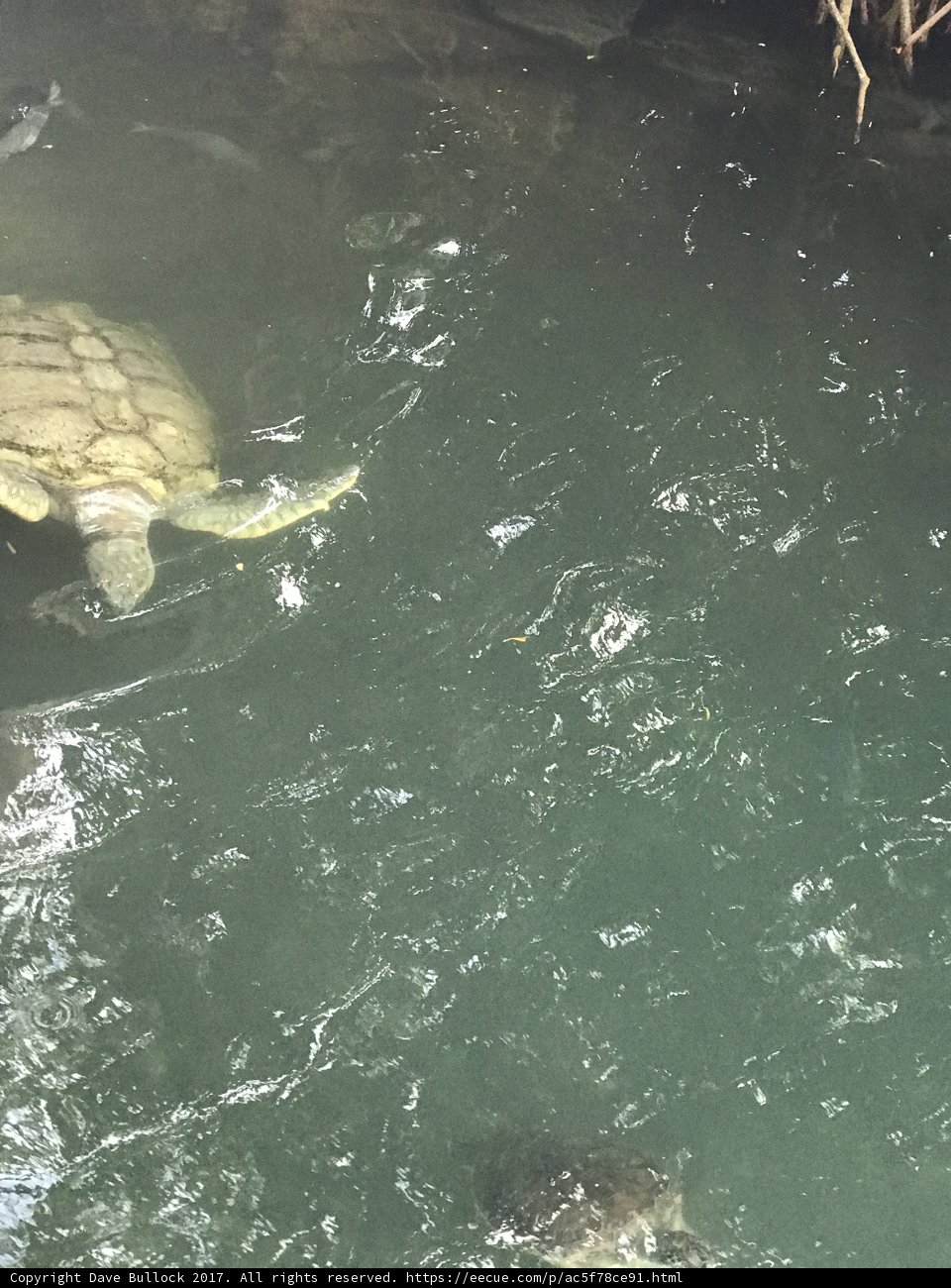 Turtle's Rendezvous with the Tree