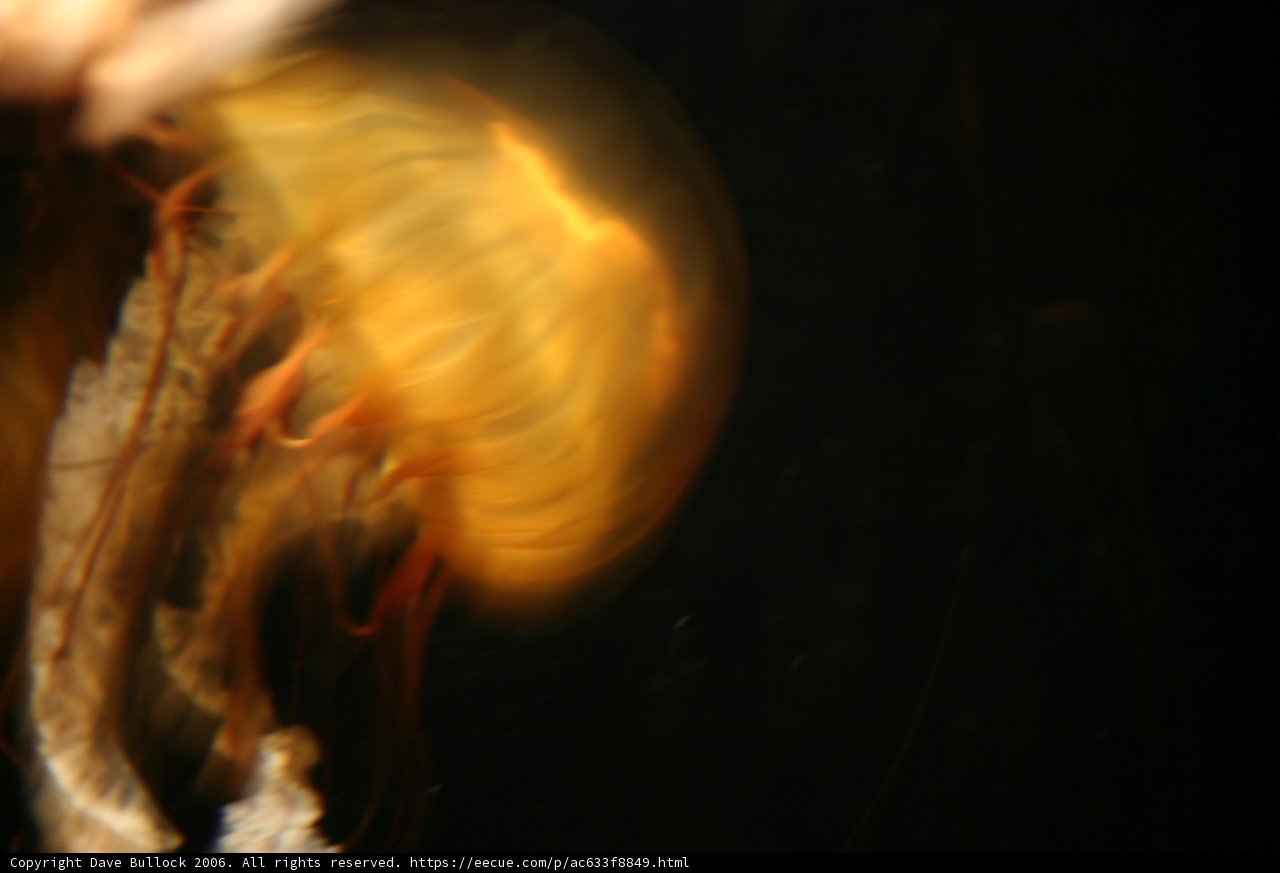 Illuminated Jellyfish in the Dark