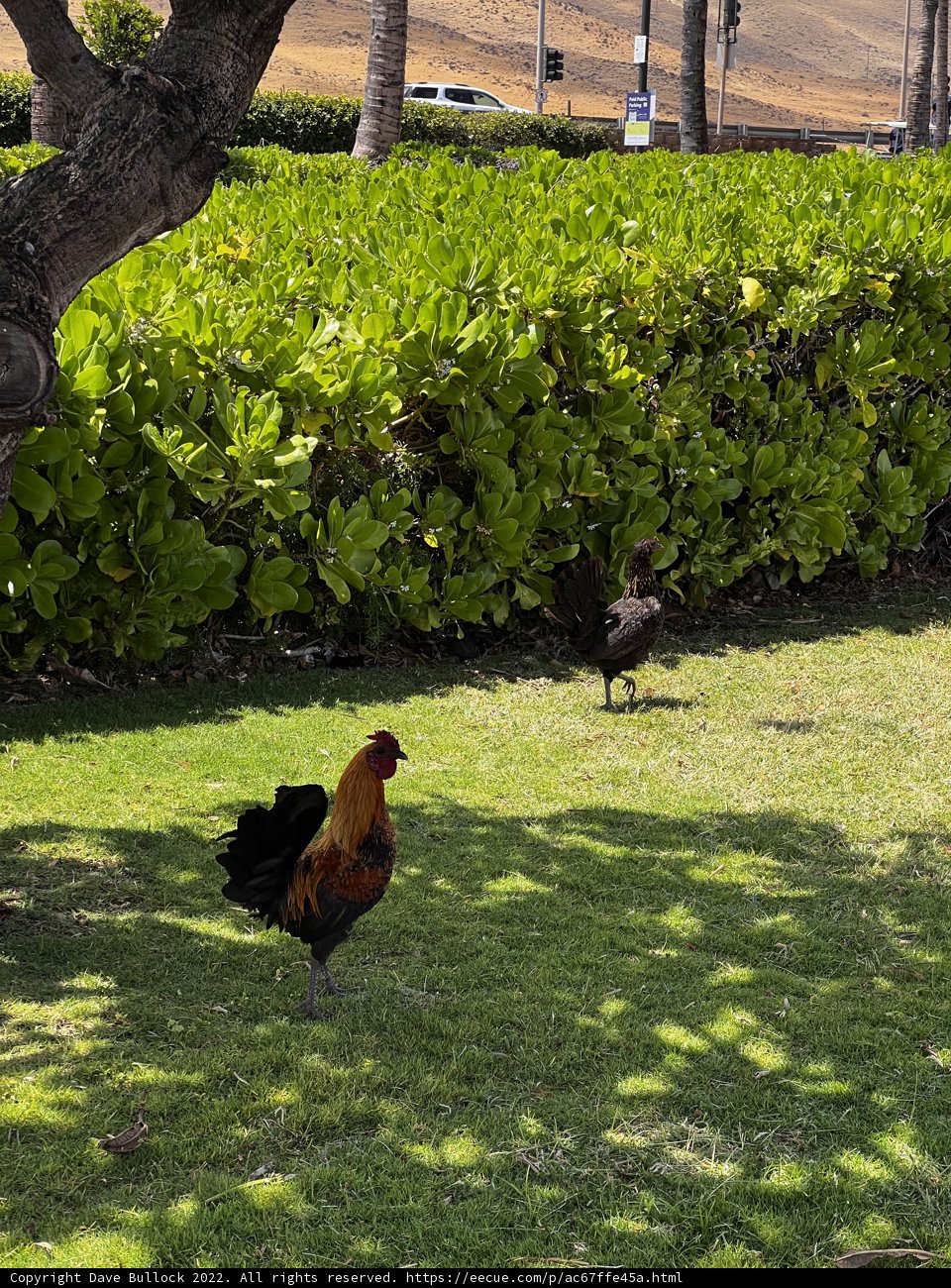 Chicken and Rooster in the Grass