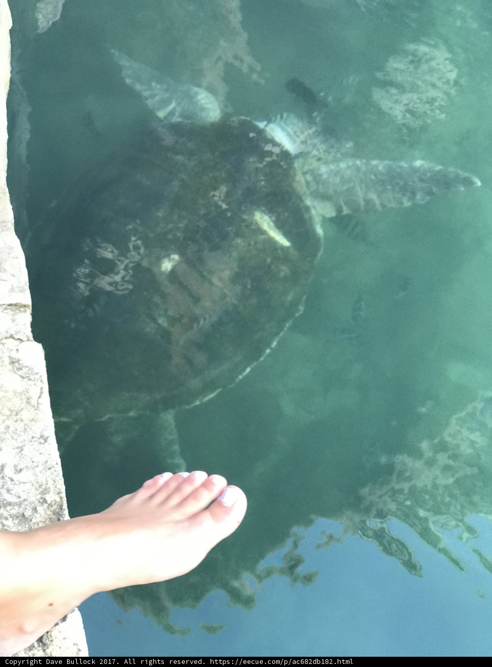 A Close Encounter with a Sea Turtle