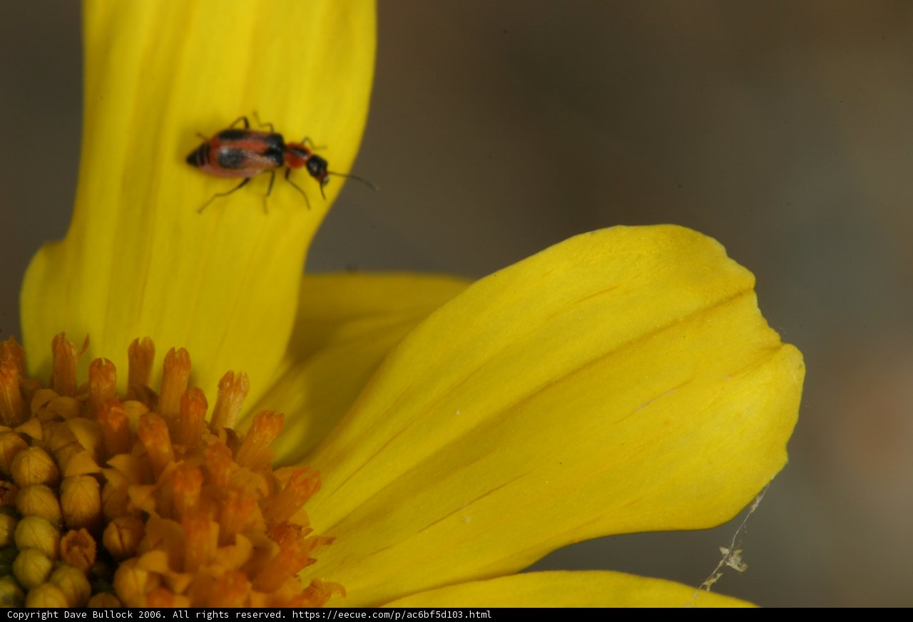 Ladybug on a Yellow Flower