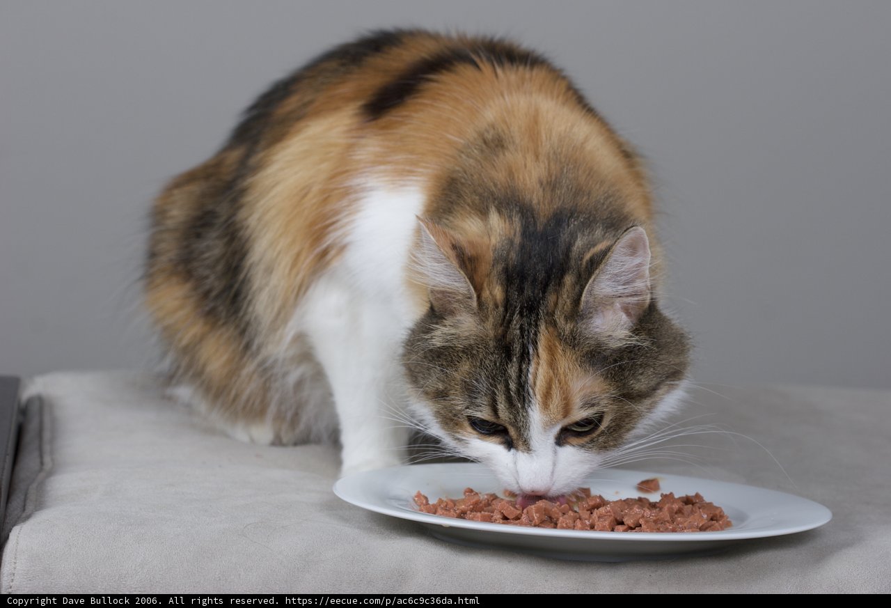 Manx Cat Enjoying a Meal