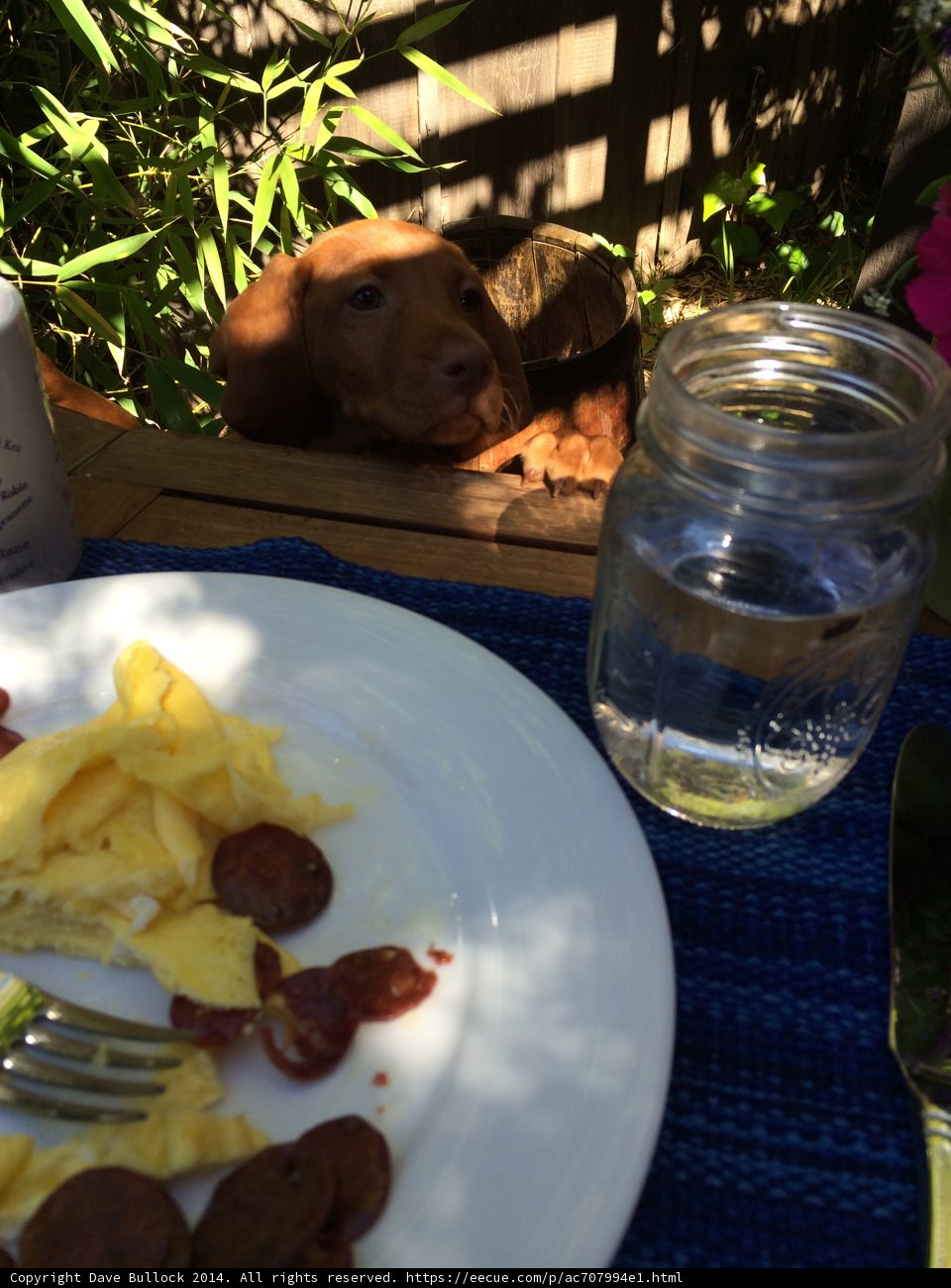Delicious canine-friendly meal