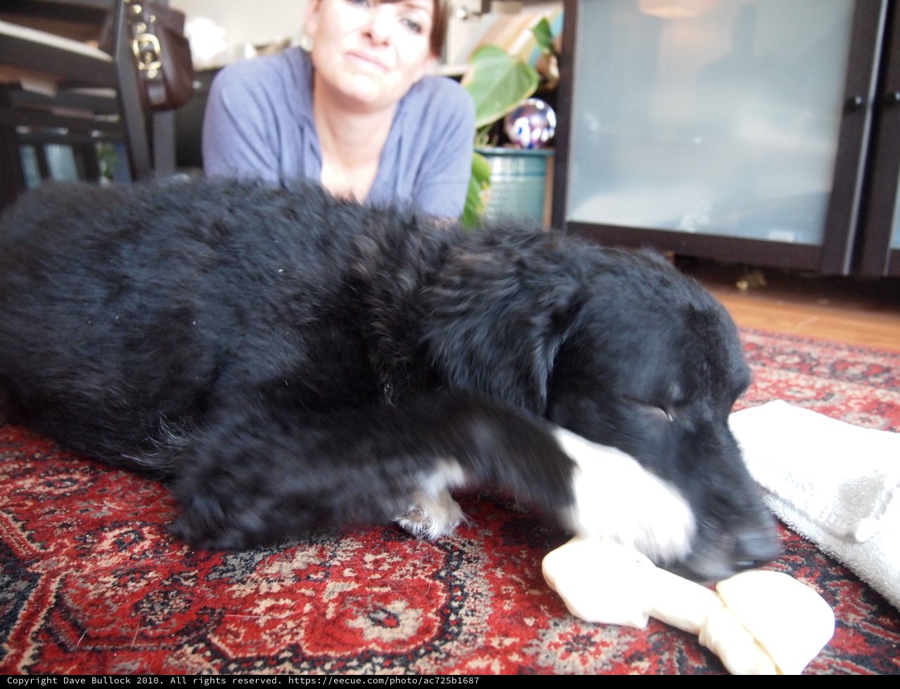 Black Dog Gnaws Bone While Owner Watches Fondly