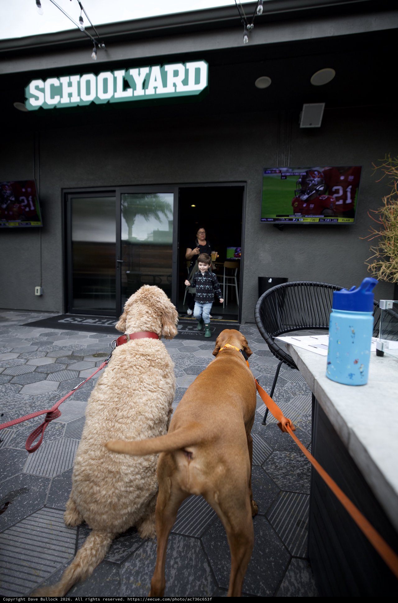 Two Dogs Greeting Child at Dog-Friendly Schoolyard Venue