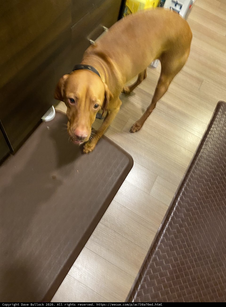 Kitchen Canine