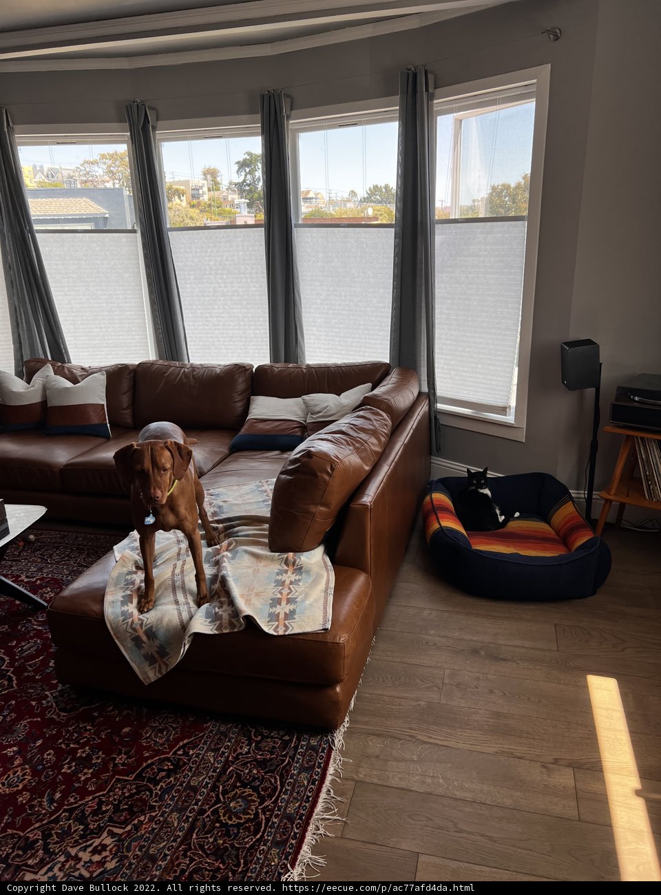 Cozy Canine Contemplation