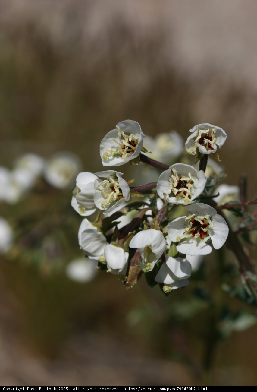 White Blossoms with Brown Centers