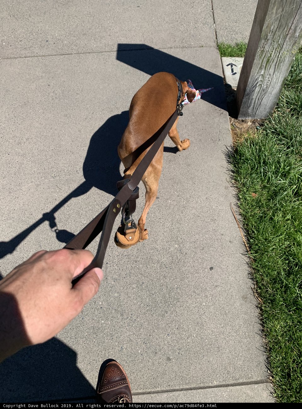Walking the Leashed Canine