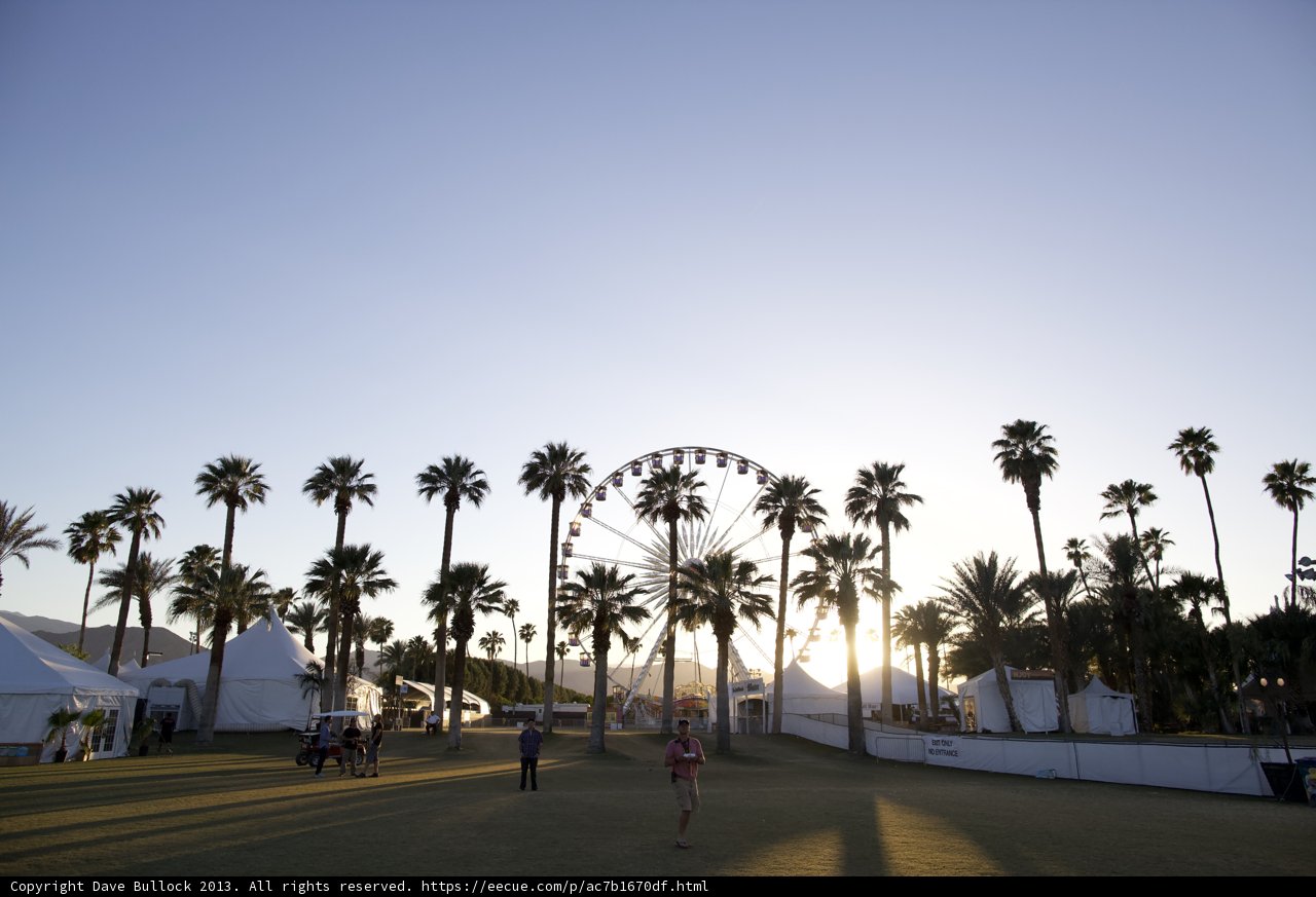 A Walk Among the Palms