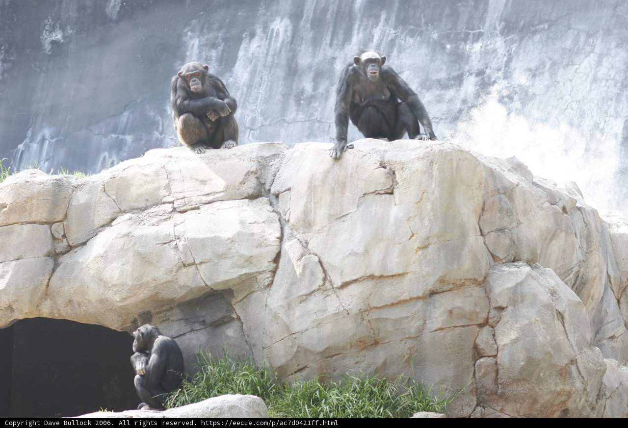 Three Monkeys at the Wall