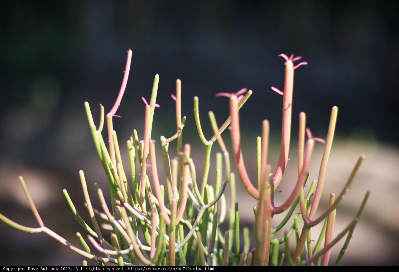 Pink Plant Perfection