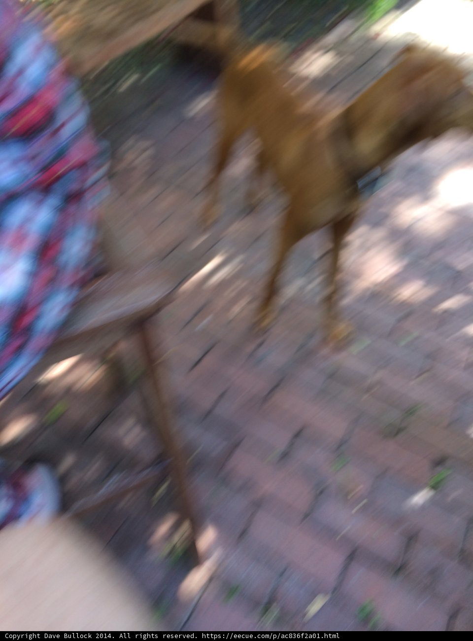 A Hound's Stroll on the Brick Walkway